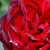 Rouge - Rosiers floribunda - A pesti srácok emléke